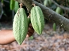 [en]Hershey\'s Project / Mexico Cocoa Foundation[/en][es]Proyecto Hershey´s/ Fundación Cacao México[/es]