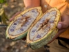 [en]Hershey\'s Project / Mexico Cocoa Foundation[/en][es]Proyecto Hershey´s/ Fundación Cacao México[/es]